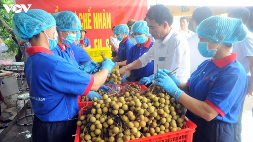 Teleconference promotes consumption of Vietnamese longans